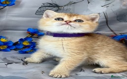 British Shorthair cats for sale: STUNNING TICA BRITISH SHORTHAIR/LONGHAIR KITTENS - Image 3