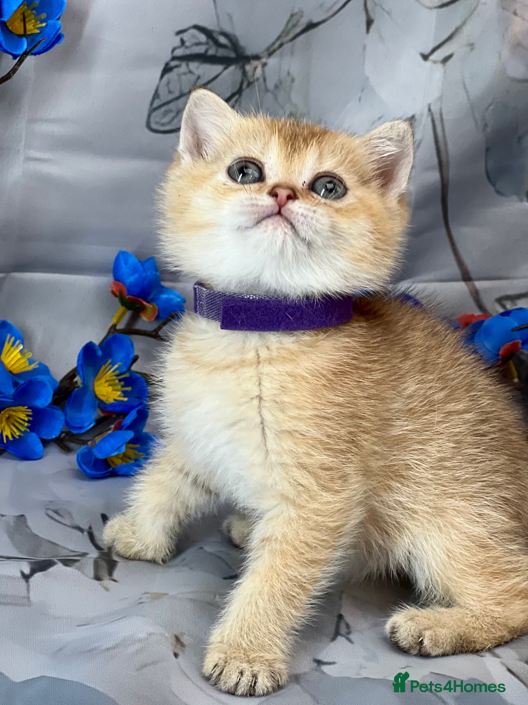 British Shorthair cats for sale: STUNNING TICA BRITISH SHORTHAIR/LONGHAIR KITTENS - Image 3
