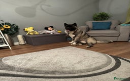 Akita dogs for sale: 4 year old Akita  - Image 21