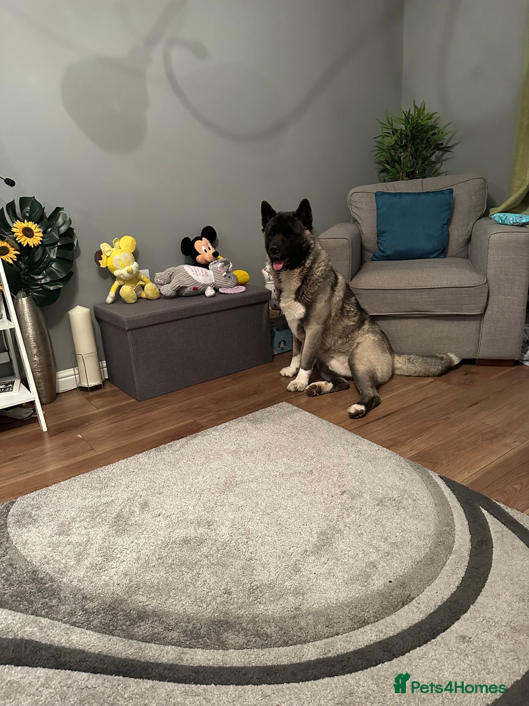 Akita dogs for sale: 4 year old Akita  - Image 21