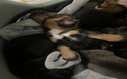 Mixed Breed dogs for sale: 8 beautiful dashaund X Jack Russel puppies  - Image 11