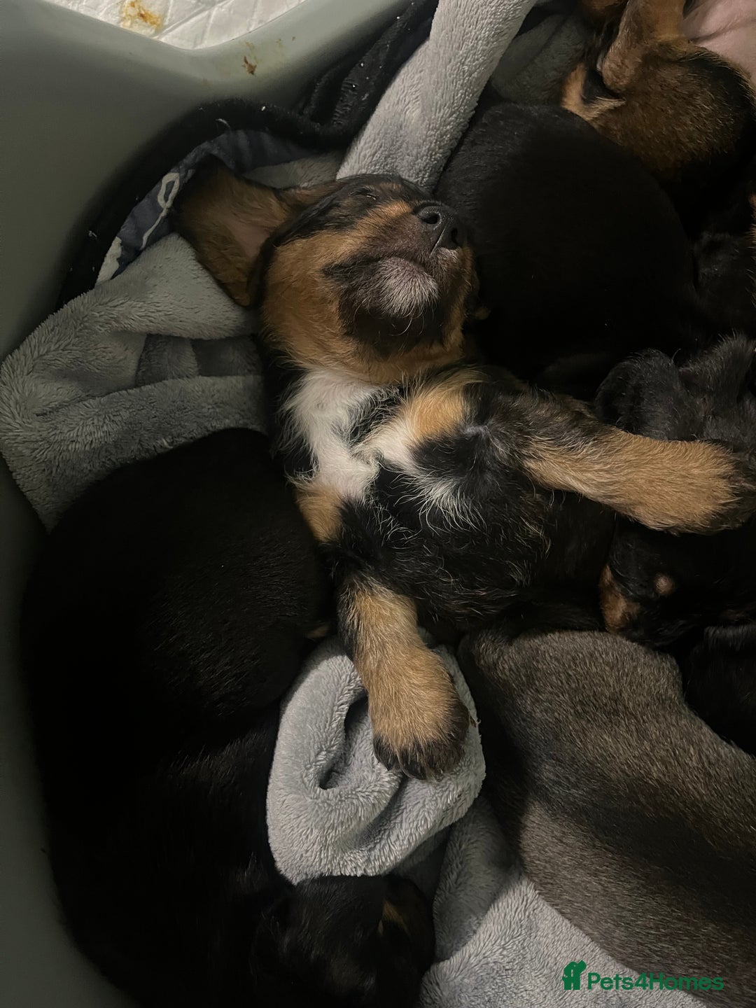 Mixed Breed dogs for sale: 8 beautiful dashaund X Jack Russel puppies  - Image 11