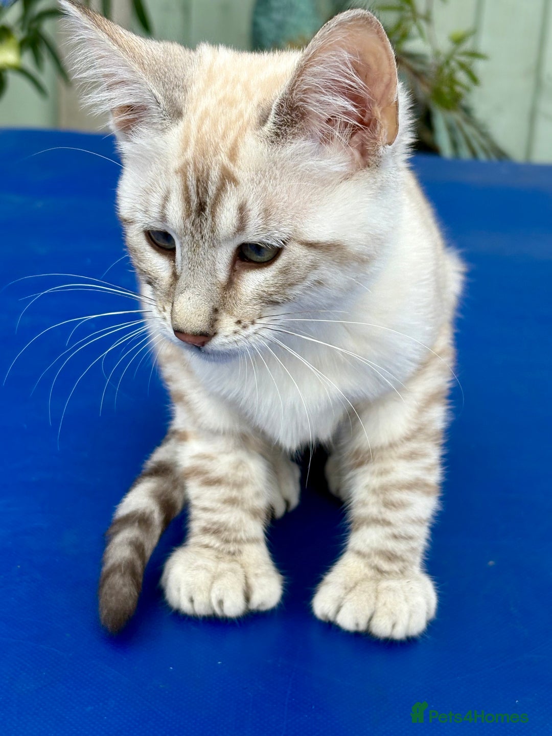 Savannah cats for sale: Breath taking rare girl - Image 5