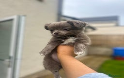 Chihuahua dogs for sale: Beautiful long coat pure breed chihuahua  - Image 21