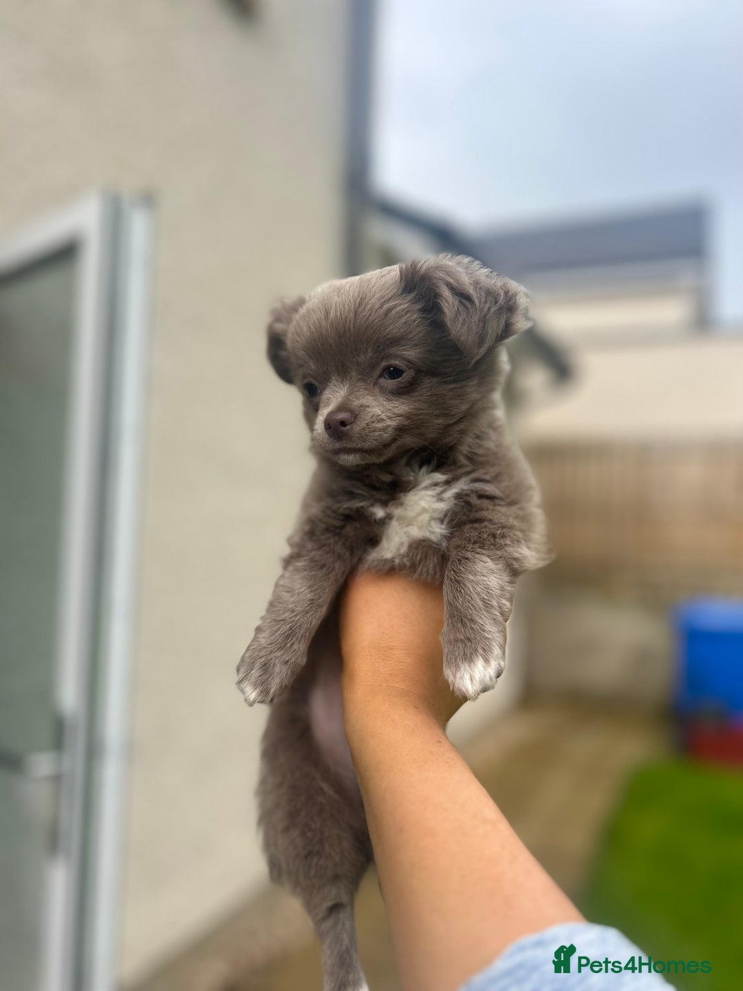 Chihuahua dogs for sale: Beautiful long coat pure breed chihuahua  - Image 21