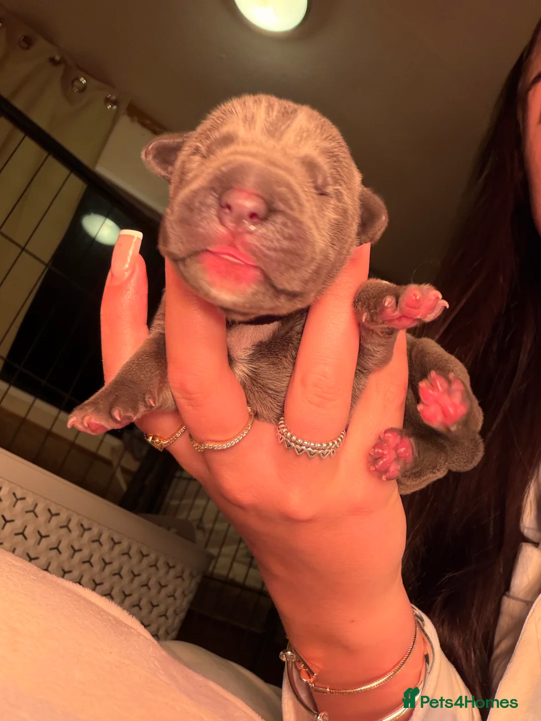 Cane Corso dogs for sale: 12 cane corso pups  - Advert 7