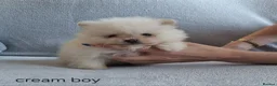 Pomeranian dogs for sale: Stunning KC teddy bear Pomeranian Puppies in Newark - Advert 2