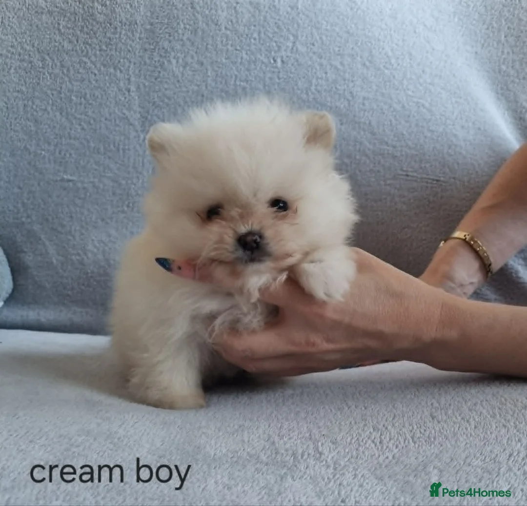 Pomeranian dogs for sale: Stunning KC teddy bear Pomeranian Puppies in Newark - Advert 2