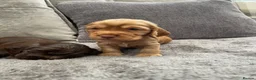 Cocker Spaniel dogs for sale: stunning show cocker/ working cocker - Advert 4