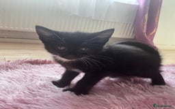 Mixed Breed cats for sale: 6 playful kitties ready to leave - Image 9