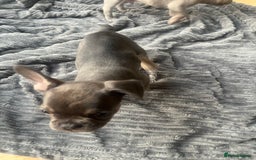 French Bulldog dogs for sale: French bull dog puppies  - Image 24