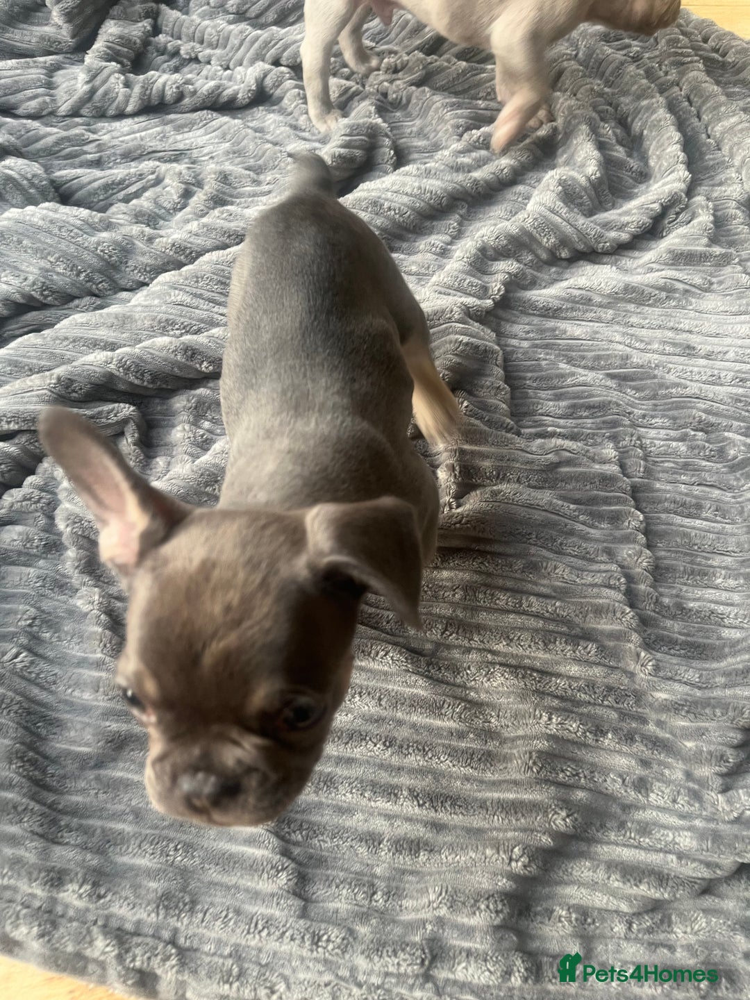 French Bulldog dogs for sale: French bull dog puppies  - Image 24