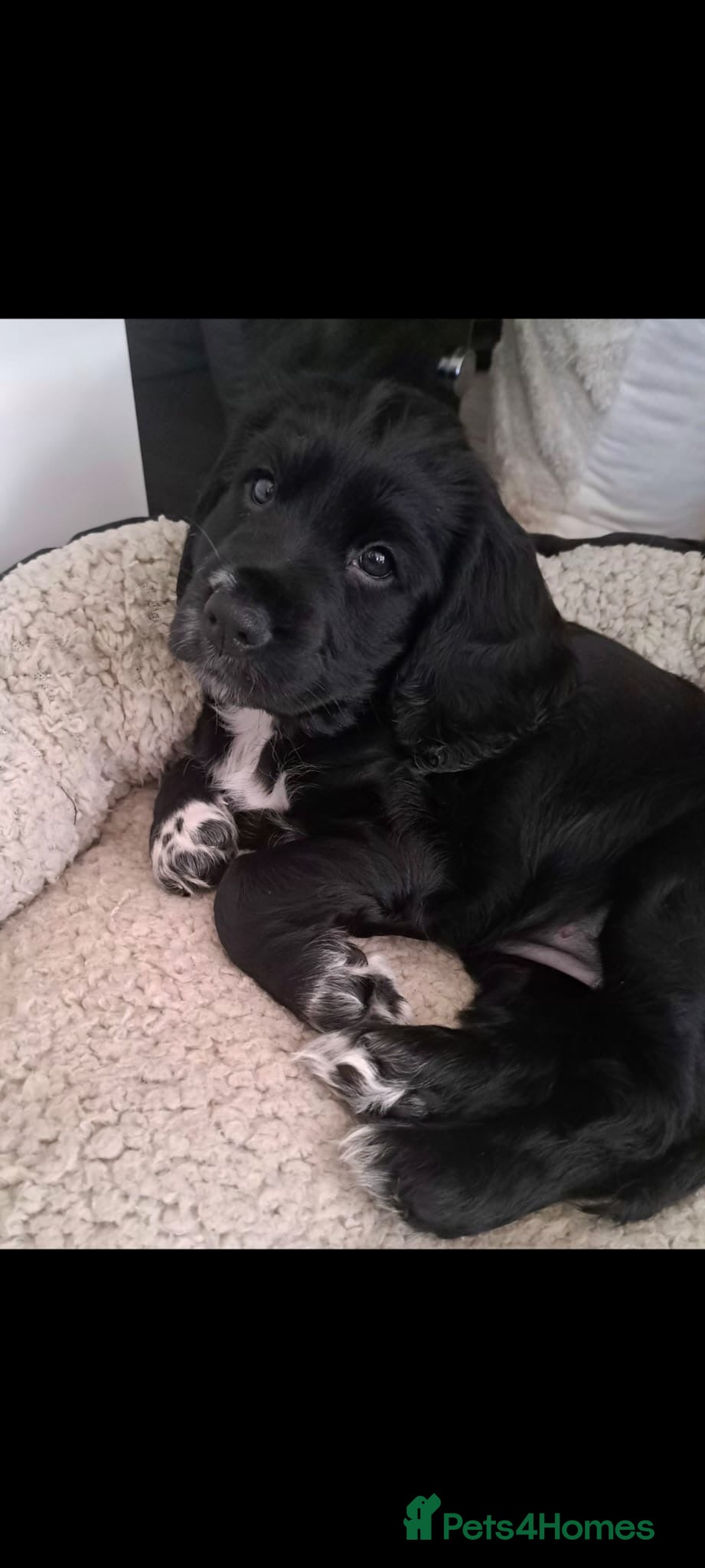 English Springer Spaniel dogs Spaniel puppy girl - Advert 3