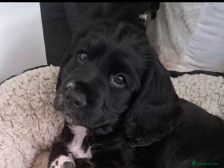 English Springer Spaniel dogs Spaniel puppy girl - Advert 17