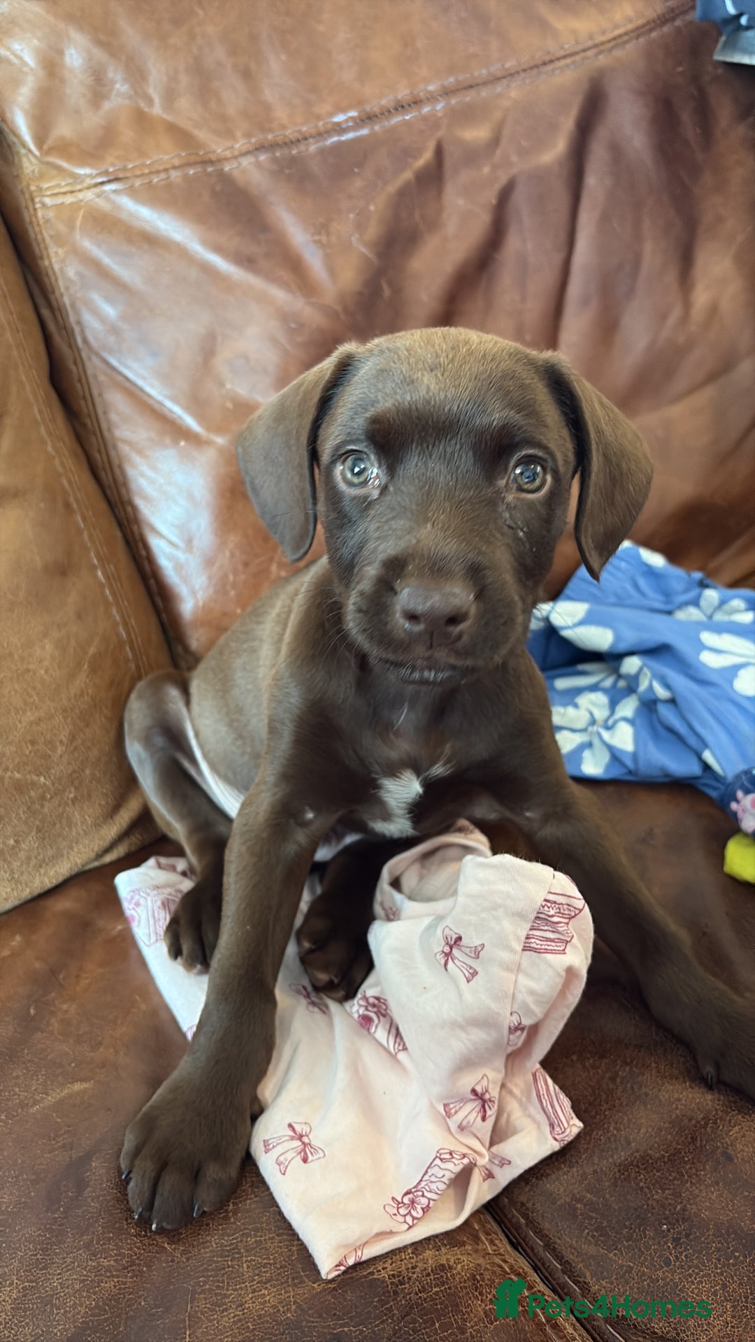Cockerdor dogs for sale: 9 Week Old Lab- Spaniel Puppy - Image 1