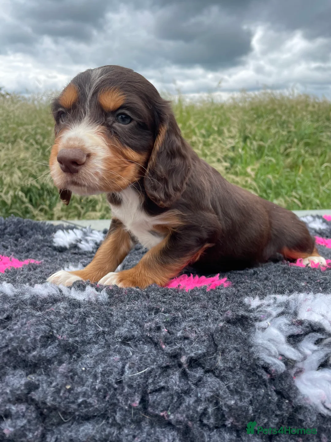 Cocker Spaniel dogs for stud: Small Health Tested KC liver and tan Cocker Stud in Harrogate - Advert 14