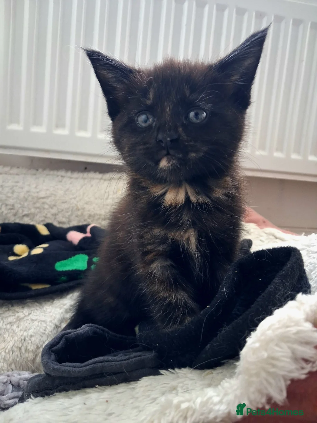 Maine Coon cats for sale: 4 maincoon babies  - Advert 40