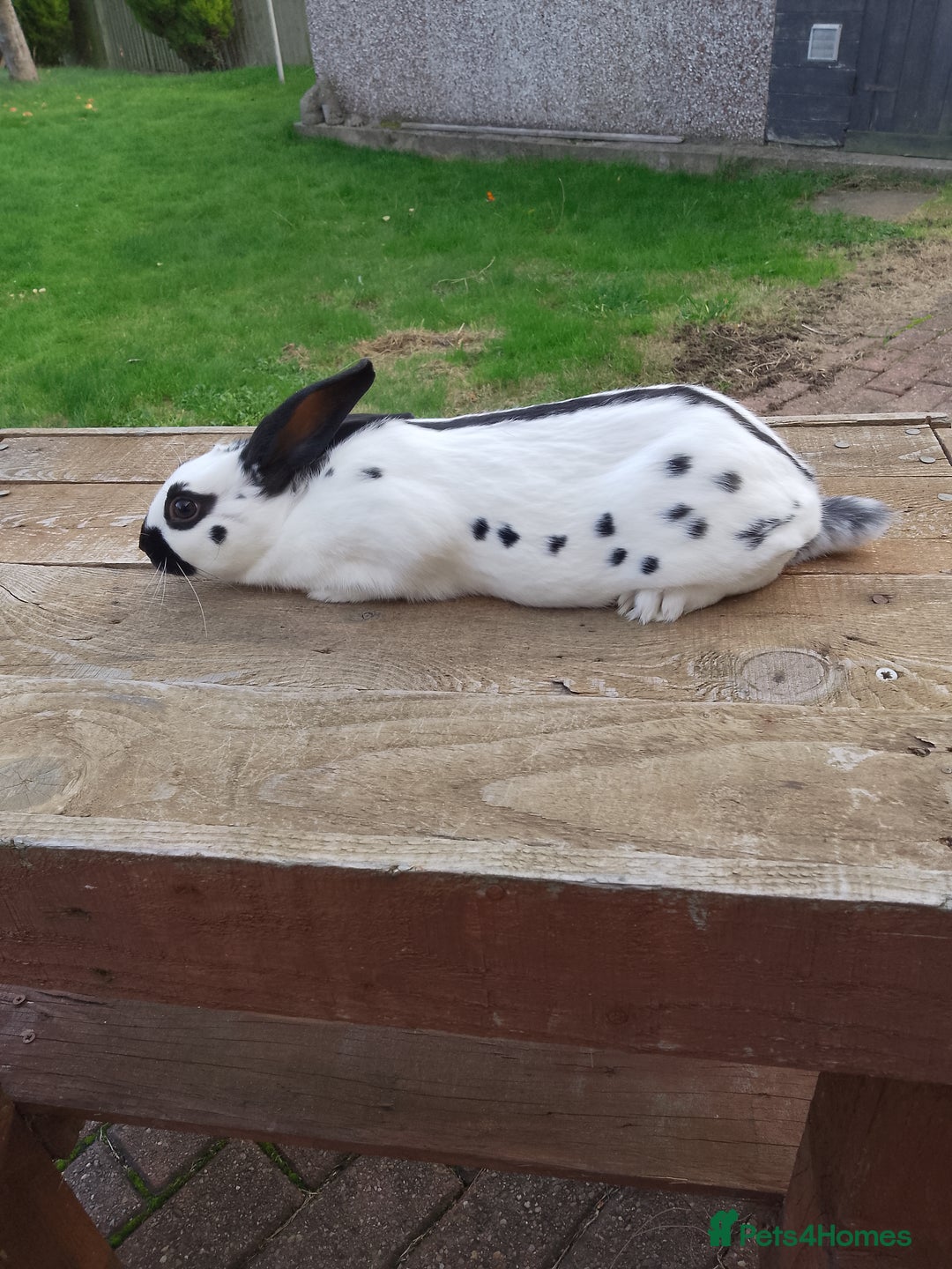 English Spot rabbits for sale: Baby English rabbits for sale - Image 6