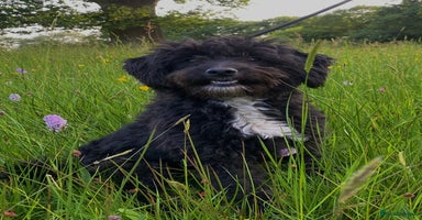 Bordoodle dogs - Advert 1