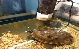 Turtle reptiles for sale: Turtle  - Image 1