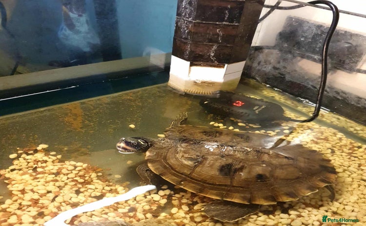 Turtle reptiles - Advert 9