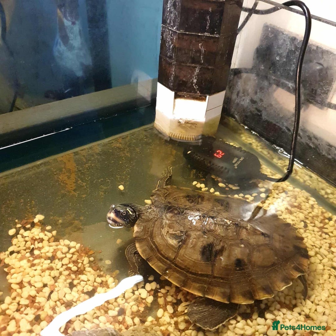 Turtle reptiles for sale: Turtle  - Image 1