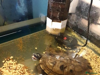 Turtle reptiles - Advert 10