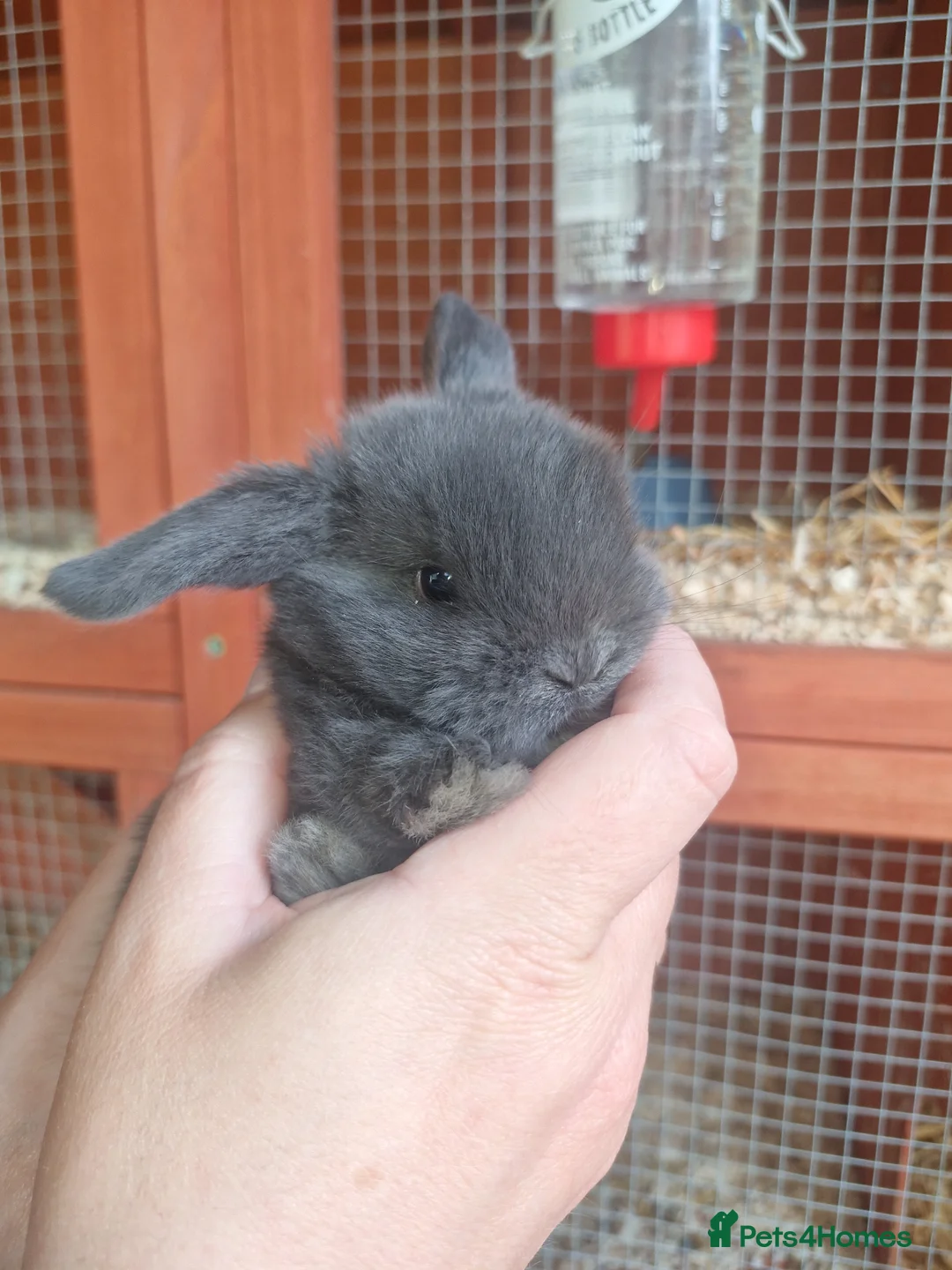 Mini Lop rabbits for sale: Gorgeous lop ear bunnies - Advert 2