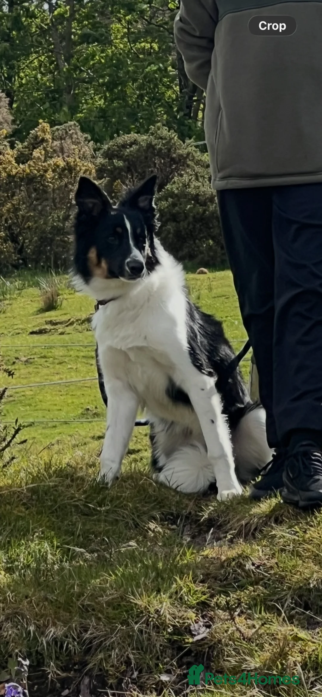 Mixed Breed dogs for sale: Border Collie x Kelpie Puppies in Caernarfon - Advert 20
