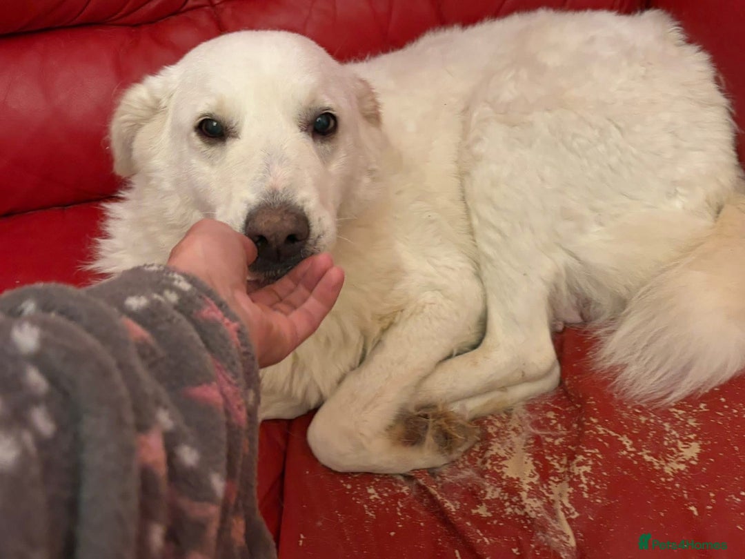 Mixed Breed dogs for adoption: Paloma - Norwich Norfolk  - Advert 3