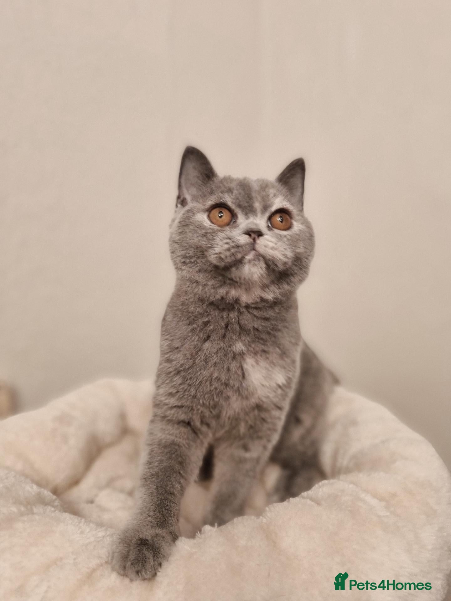British Shorthair cats *Reduced* British Shorthair Blue Tortie Female  - Advert 1