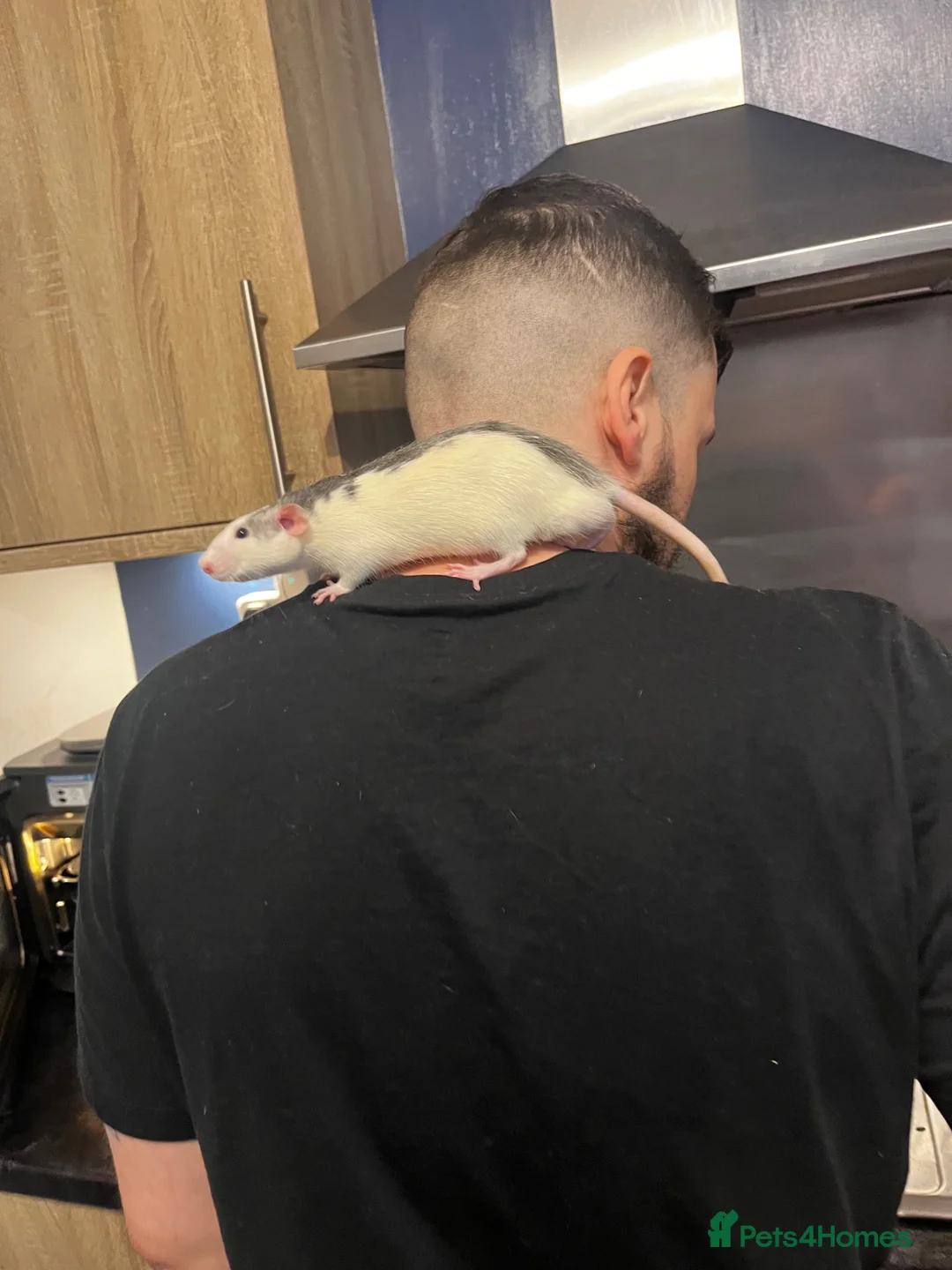Rat rodents for sale: 3 young male rats for sale - Advert 2