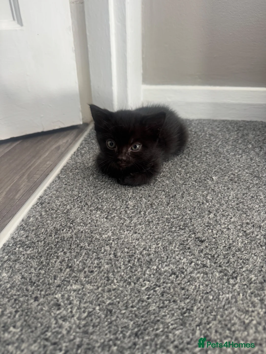 Mixed Breed cats for sale: Tiny boy kitten  in Buckingham - Advert 2