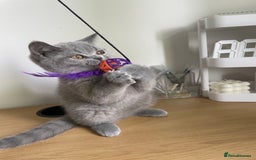 British Shorthair cats for sale: •Blue BSH Kittens – Ready Now . Last kitten left  - Image 31