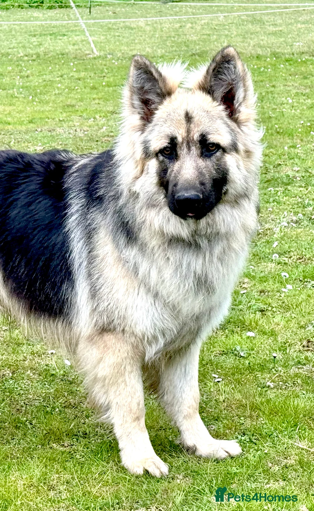 German Shepherd dogs for stud: Black and silver stud dog. Kc reg. health tested in Royston - Advert 10
