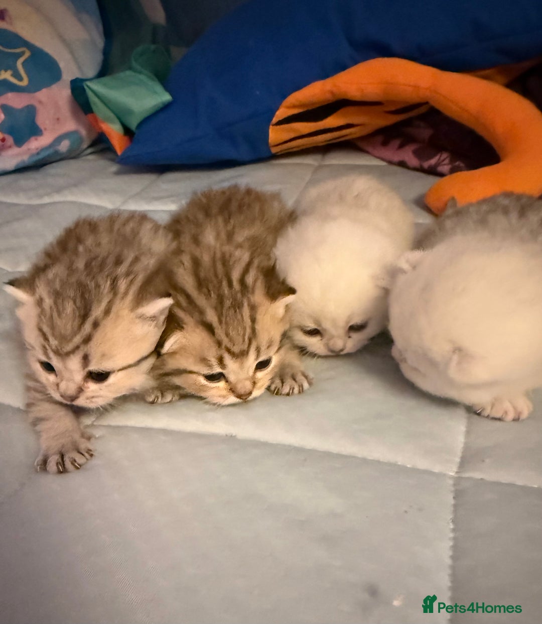 British Shorthair cats for sale: Champion British shorthair kitten  - Advert 18