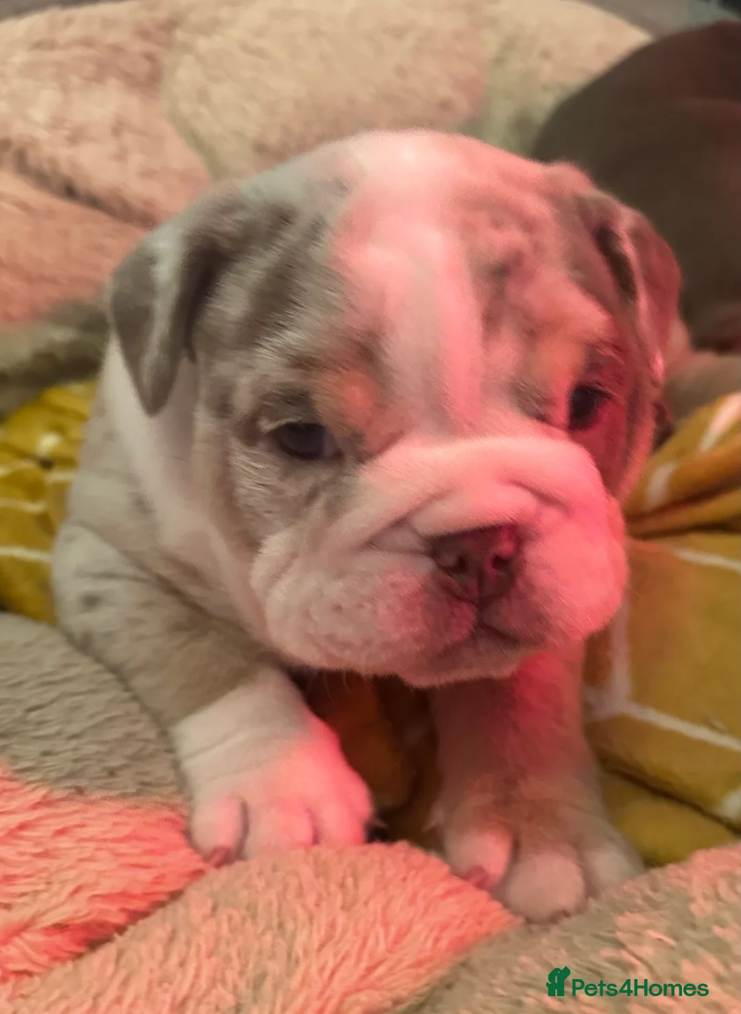 English Bulldog dogs for sale: English Bulldog Puppies  - Advert 16