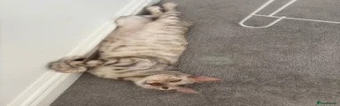 Bengal 2