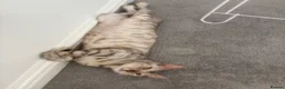 Bengal cats for sale: Beautiful Bengal girls  - Advert 9