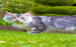 Maine Coon cats for sale: Stunning 9-Month-Old Maine Coon Boy - Image 5