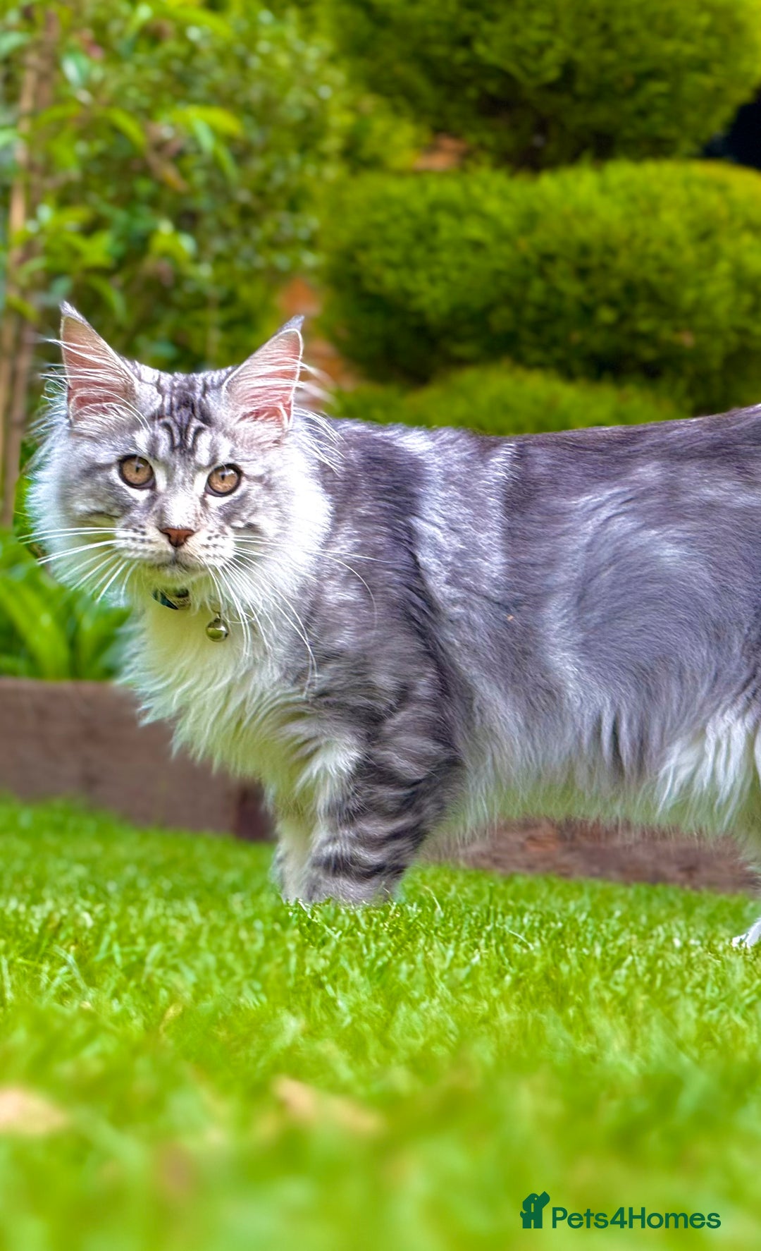 Maine Coon cats for sale: Stunning 9-Month-Old Maine Coon Boy - Image 5