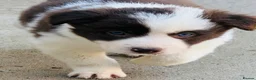 Border Collie dogs for sale: Gorgeous border collie puppies  - Advert 11