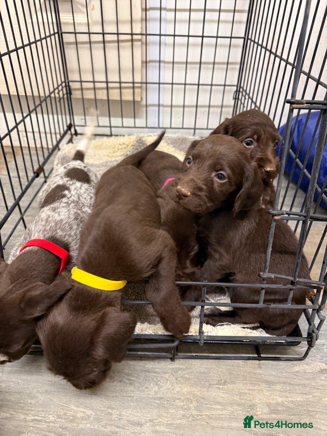 German Wirehaired Pointer dogs for sale: 11 German Wirehaired Pointer Puppys - Advert 2