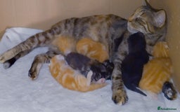 Mixed Breed cats for sale: Amazing, beautiful kittens 3 boys, 2 girls - Image 31