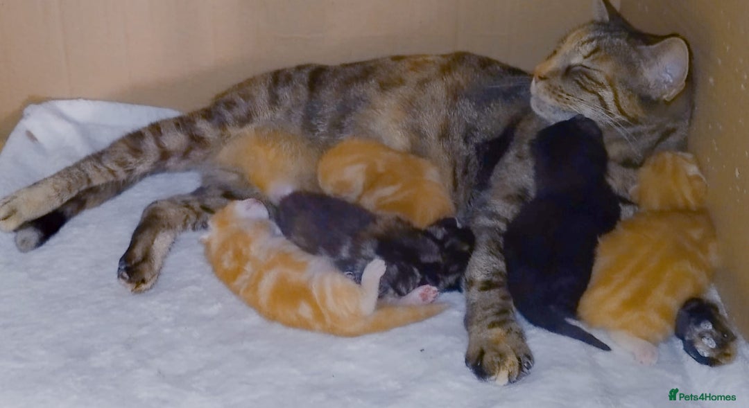 Mixed Breed cats for sale: Amazing, beautiful kittens 3 boys, 2 girls - Image 31