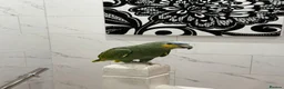 Parrots birds for sale: Orange-Winged Amazon Parrot - Advert 3
