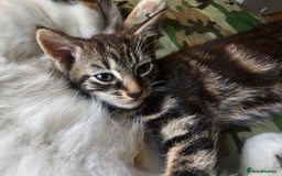 Munchkin cats for sale: Cute addorable kitten ready to leave immediately  in London - Image 23