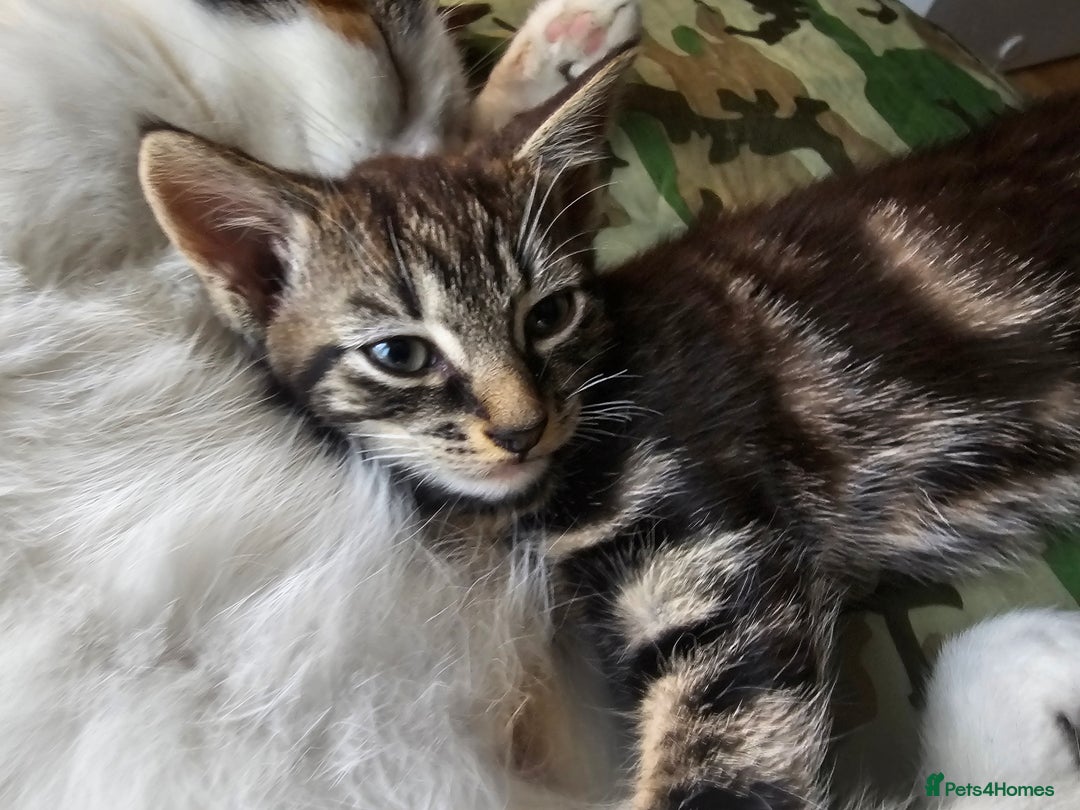 Munchkin cats for sale: Cute addorable kitten ready to leave immediately  in London - Image 23