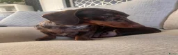 Miniature Dachshund dogs for sale: KC registered miniature dachshunds  - Advert 11