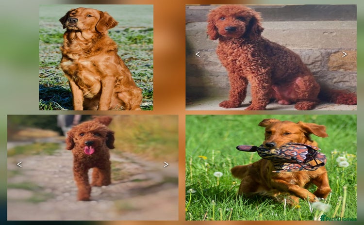 Goldendoodle dogs - Advert 1